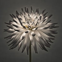 Dahlia Flower by Assaf Frank