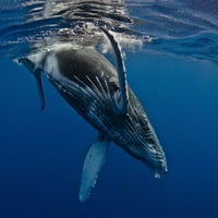Mladunče grbavog kita-ispis plakata s otoka Reunion-Cedric Peno