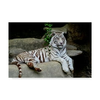 Likovna umjetnost s potpisom Bijeli tigar na litici na platnu iz mumbo-a