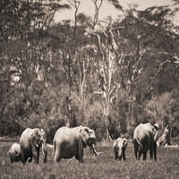 Skupina slonova; ispis plakata iz Kenije