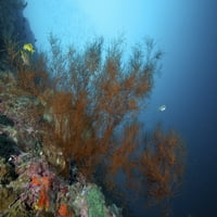 Veliki crni koraljni grm na otoku Limasava, Filipini. Ispis plakata iz