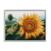 _ Večernja fotografija suncokreta, botanička i cvjetna fotografija, umjetnički tisak u sivom okviru, zidna umjetnost