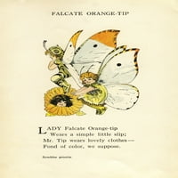 Plakat s narančastim vrhom bebe leptiri iz MD.