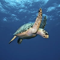Morska kornjača Jastreb kljun usred vode na Karibima ispis plakata